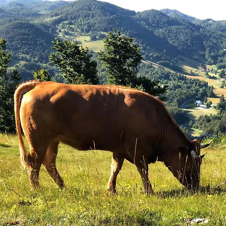 Sinji Vrh Couette-café