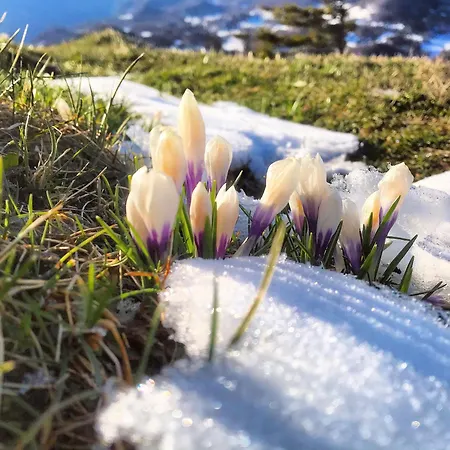 Couette-café Sinji Vrh