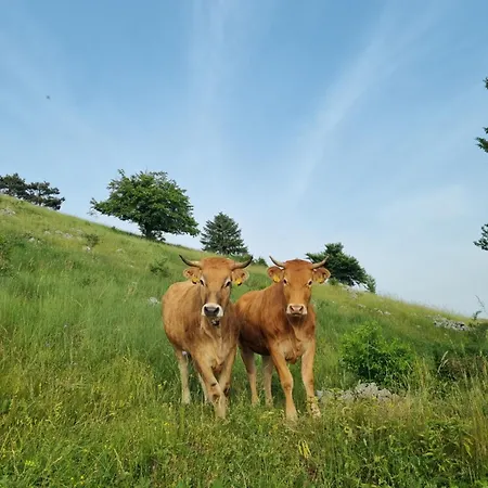 Sinji Vrh Couette-café