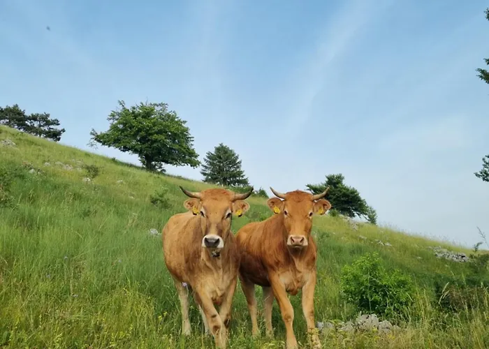 Sinji Vrh Bed & Breakfast